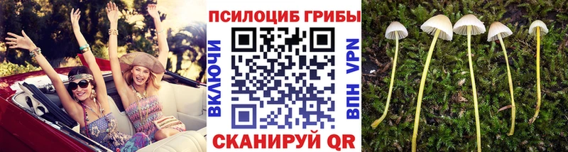 kraken как зайти  Владикавказ  Галлюциногенные грибы MAGIC MUSHROOMS  где найти  